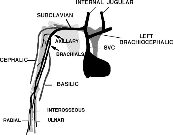 veins1