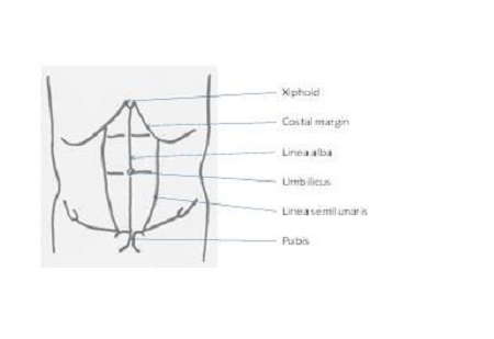 Rectus sheath | European Society for Paediatric ... rectus sheath diagram 